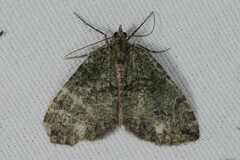 Hydriomena furcata