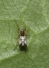 Micrathena picta