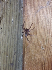 Liocranum