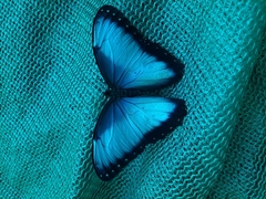 Morpho helenor octavia