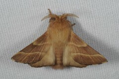 Malacosoma neustria