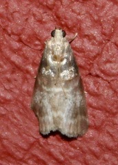 Acrobasis angusella