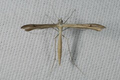 Stenoptilia