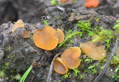 Tricharina ascophanoides