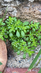 Pilea microphylla