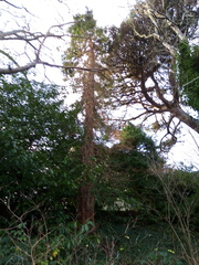 Sequoia sempervirens