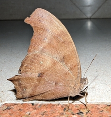Melanitis leda