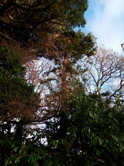 Sequoia sempervirens