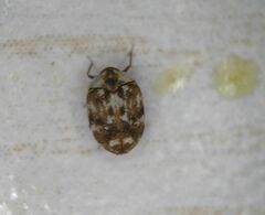Anthrenus picturatus