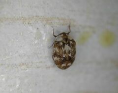 Anthrenus picturatus