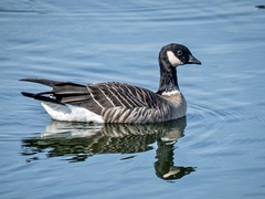 Branta hutchinsii leucopareia