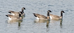 Branta hutchinsii leucopareia