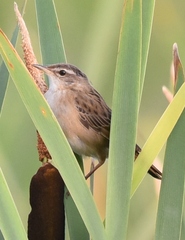 Helopsaltes certhiola