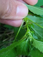 Mercurialis annua