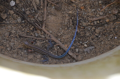 Aspidoscelis hyperythrus beldingi