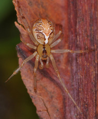 Theridion pictum