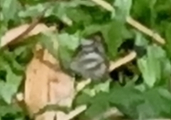 Appias libythea olferna