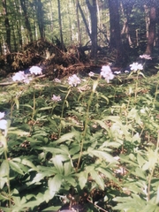 Cardamine bulbifera