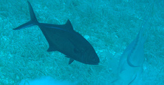 Caranx ruber