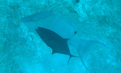 Caranx ruber