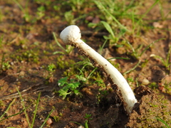 Amanita torrendii