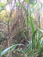 Podocarpus totara