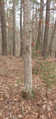 Quercus oglethorpensis