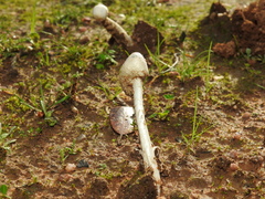 Amanita torrendii