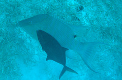 Lachnolaimus maximus