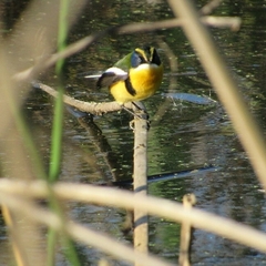 Tachuris rubrigastra