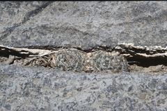 Mammillaria gasseriana