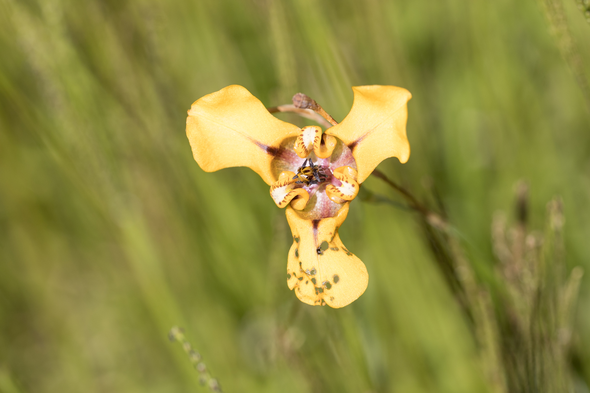 Cypella herbertii