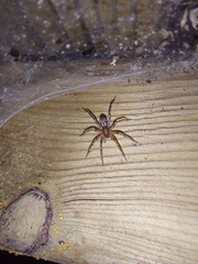 Liocranum