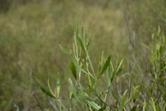 Baccharis spicata