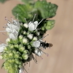 Insecta