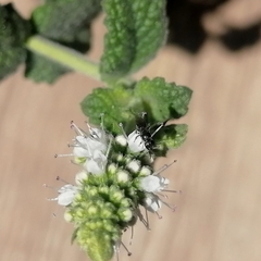 Insecta