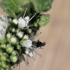 Insecta