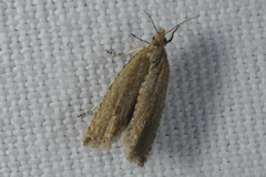 Bactra