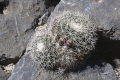 Mammillaria grusonii