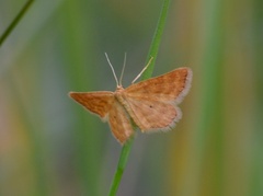 Idaea serpentata