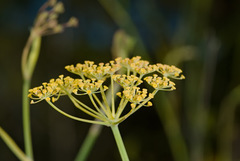 Foeniculum