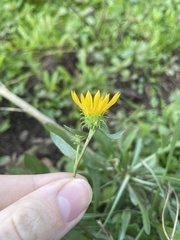 Grindelia