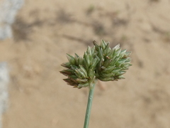 Eleusine tristachya