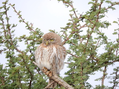 Glaucidium perlatum