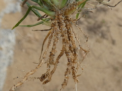 Eleusine tristachya