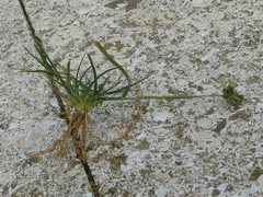 Eleusine tristachya