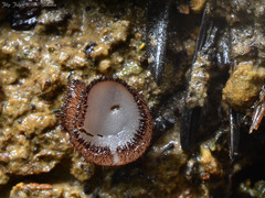 Trichophaea gregaria