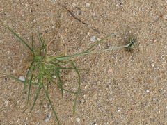 Eleusine tristachya