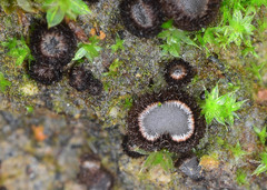 Trichophaea gregaria