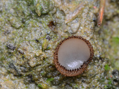 Trichophaea gregaria